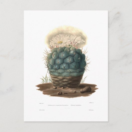 Echinocactus Briefkaart (Voorkant)