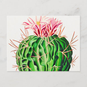 Echinocactus Pentacanthus Cactus  Briefkaart