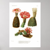 Echinocereus Poster (Voorkant)