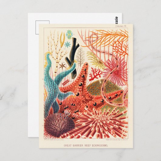 Echinodermen op het Great Barrier Reef Briefkaart (Voorkant / Achterkant)