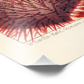 Echinodermen op het Great Barrier Reef Foto Afdruk (Hoek)