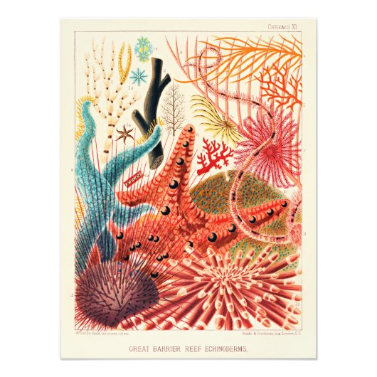 Echinodermen op het Great Barrier Reef Foto Afdruk (Voorkant)