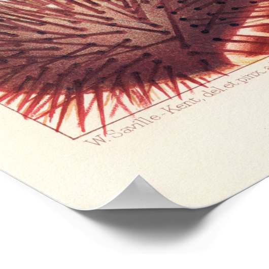 Echinodermes, Grande barrière de corail poster d'a (Coin)