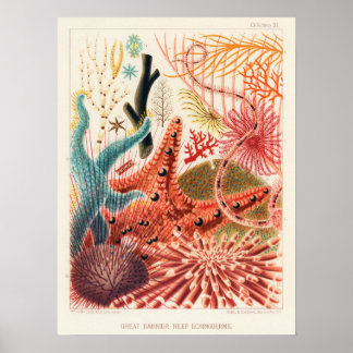 Echinoderms, Great Barrier Reef art poster