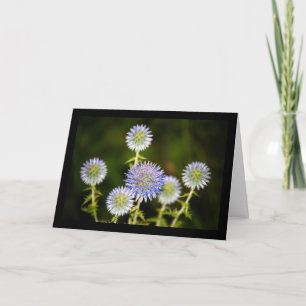 Echinops Sphaerocephalus, Glanduleuze Kogel distel Kaart