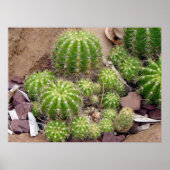 Echinopsis Bruchii Poster (Voorkant)