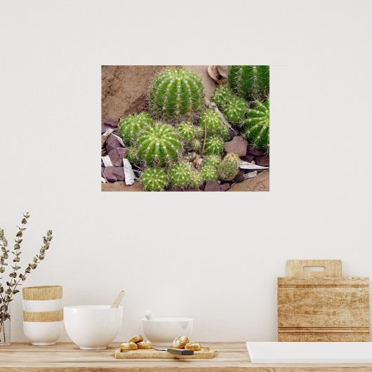 Echinopsis Bruchii Poster (Keuken)
