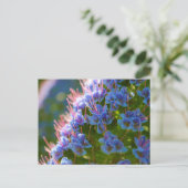 Echium Candicans Briefkaart (Staand voorkant)