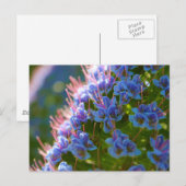 Echium Candicans Briefkaart (Voorkant / Achterkant)