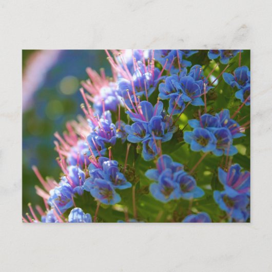 Echium Candicans Briefkaart (Voorkant)