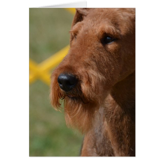 Echt waar Cute Airedale Terrier (Voorkant)