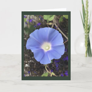 Echte Blauwe Morgen Glorie Kaart