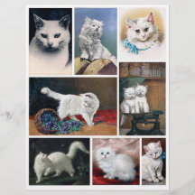Echte (geen AI) Afbeeldingen van Witte Katten uit