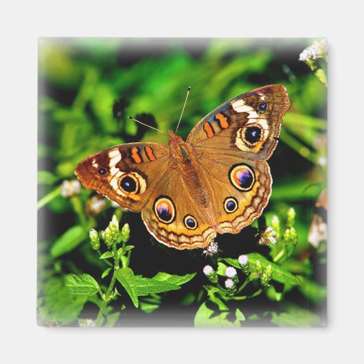 Echte kleuren - Buckeye Butterfly Magnet Magneet (Voorkant)