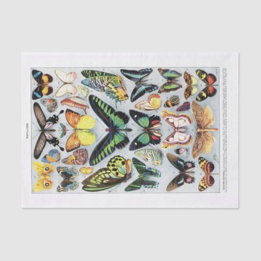 Echte (niet AI) vlindergrafiek Tissuepapier (Voorkant)