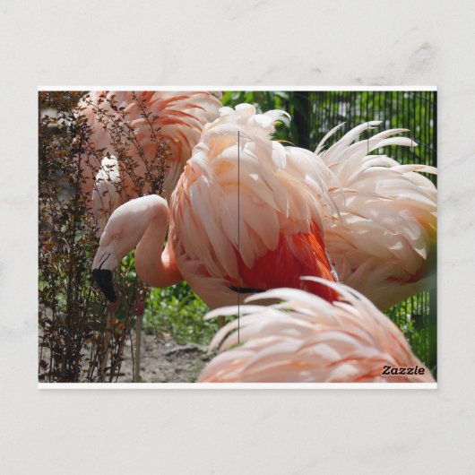 Echte Vezel Optische Bloem en Flamingo Briefkaart (Achterkant)