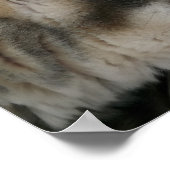 Echtgenige hond met blauwe ogen poster (Hoek)