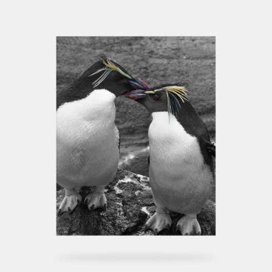 Éclaboussure de couleur de pingouin (Recto)