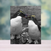 Éclaboussure de couleur de pingouin (Neutre)