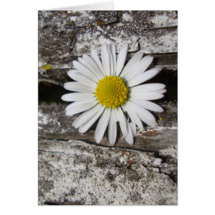 Éclairer votre journée, marguerite et bois ancien