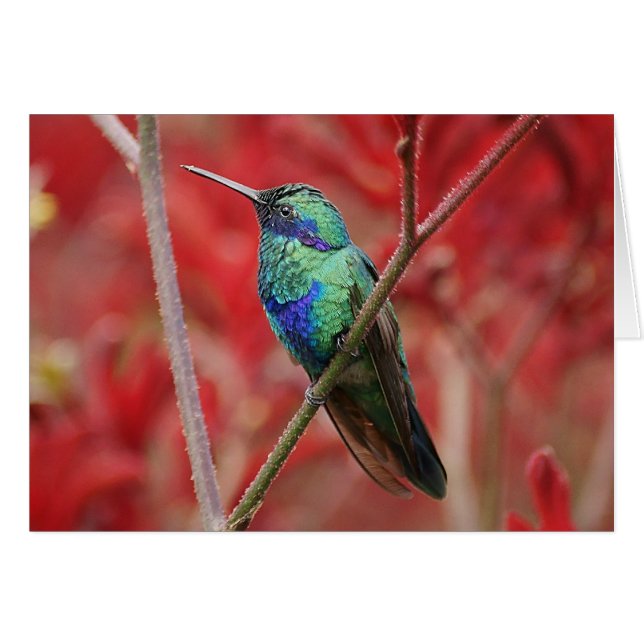 Éclat Iridescendant (Devant horizontal)