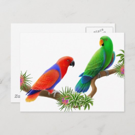 Eclectus Birds Briefkaart (Voorkant / Achterkant)