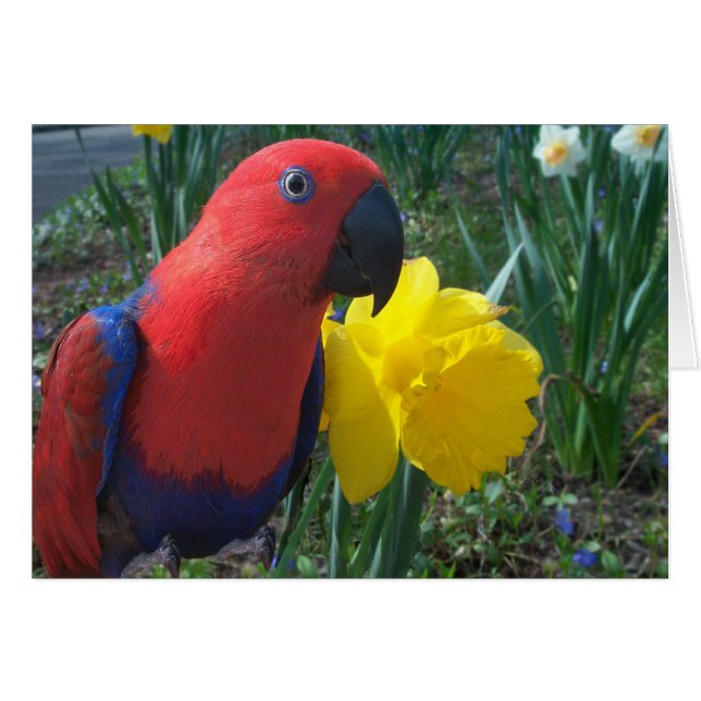 Eclectus Daffodil-Small (Voorkant Horizontaal)