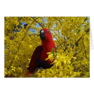Eclectus en jaune -- Grand