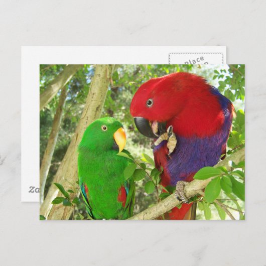 Eclectus Pair Briefkaart (Voorkant / Achterkant)