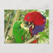 Eclectus Pair Briefkaart (Voorkant)