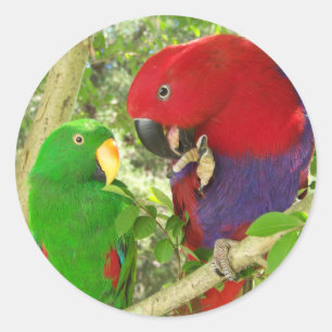 Eclectus Pair Ronde Sticker