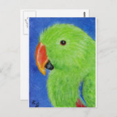 Eclectus Parrot Briefkaart (Voorkant / Achterkant)