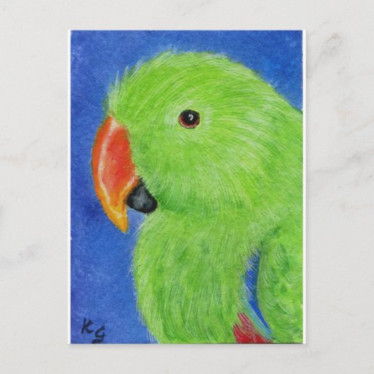 Eclectus Parrot Briefkaart (Voorkant)