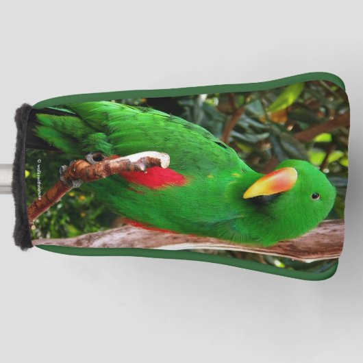 Eclectus Parrot Golfheadcover (Voorkant)