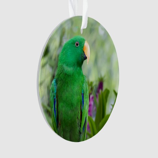 Eclectus Parrot Homme (devant)
