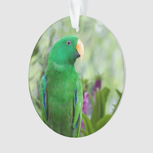Eclectus Parrot Homme (devant)
