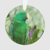 Eclectus Parrot Homme (devant)