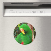 Eclectus Parrot Magneet (Insitu (Vaatwasser))