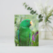 Eclectus Parrot Male Briefkaart (Staand voorkant)