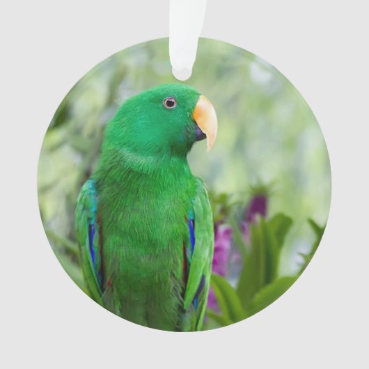 Eclectus Parrot Male Ornament (voorkant)