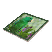 Eclectus Parrot Male Tegeltje (Zijkant)