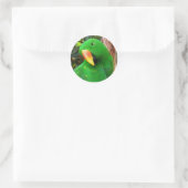 Eclectus Parrot Ronde Sticker (Tas)