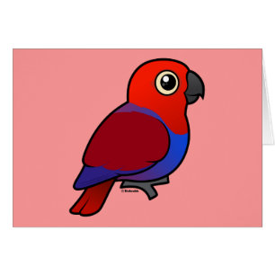 Eclectus Parrot vrouw