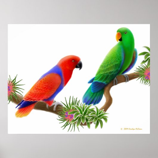 Eclectus Parrots & Bromeliads afdrukken Poster (Voorkant)