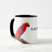 Eclectus Parrots la tasse (Devant gauche)