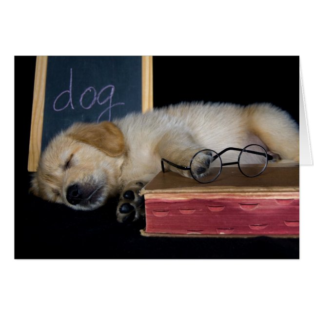 École de Doggie (Devant Horizontal)