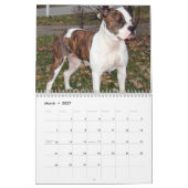 Économies de Pitbull le calendrier de race (Mar 2027)