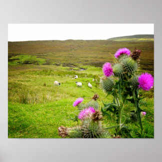 Écossais Highlands Thistler Landscape Poster