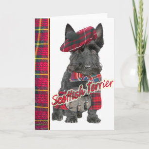 Écossais Terrier dans des cartes de voeux de kilt