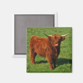 Écosse Highland Cattle Magnet (Recto/Verso)